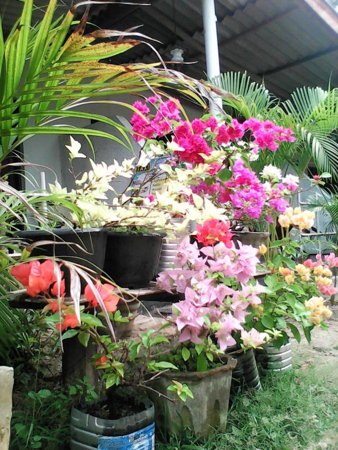Lotus Inn Tourist Resort Dambulla Exterior photo